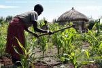 На фото женщина масай обрабатывает землю