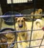 Собачий приют по адресу Торфяная дорога 17, принадлежит благотворительному фонду «Помощь бездомным собакам»