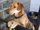 Приют для собак, принадлежащий благотворительному фонду: «Помощь бездомным собакам»