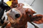 Фотосъемка бычков в совхозе "Рассвет"