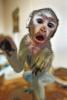 В настоящие ясли для новорожденных обезьянок превратился кабинет, в котором работают сотрудники отдела приматов Ленинградского зоопарка