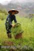 Земледелец из деревни Dazhai, уезд Лоншен, провинция Гуанси, Южный Китай