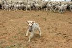 На фотоснимке, ягненок на фоне стада овец