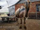 На фото: Астраханский верблюд, запряженный в телегу рядом с домом пастуха