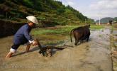 Китайский крестьянин идет за плугом на рисовом поле, фото