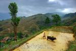Земледелец из Южного Китая вспахивает рисовое поле при помощи буйвола