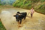 Китайский хлебопашец, или рисопашец (а может – пахарь, земледелец, крестьянин, фермер) обрабатывает залитое водой поле, используя силу буйвола
