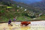 Китаец идет за плугом, который тянет буйвол, вспашка рисового поля, фото