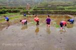 Китайцы сажают рис, фотография сделана в провинции  Гуйчжоу, вблизи деревни  Xijiang на Юго-Западе Китая