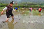 Китаянка народности мяо с ростками риса в руке, стоит по колено в разжиженной почве рисового поля (фото 2010 года)