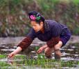 Посевная в Юго-Западном Китае, женщина народности Мяо вручную сажает ростки риса