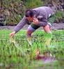 Китаец сажает рис, не прерывая разговор по мобильному телефону, фотография Владимира Григорьева