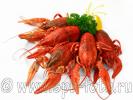 Много вареных раков (омаров, лобстеров, crayfish) красного цвета, выложены на тарелке с петрушкой и дольками лимона