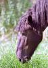 Этого коня держит в своем крестьянском хозяйстве семья из Тверской области