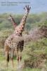 Всегда хотел сфотографировать длинный, синий язык жирафа