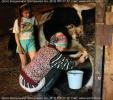 Таня Щеголева, хоть и деревенская девочка, но корову доить не умеет, и даже побаивается ее