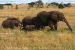 Восточная Африка, Объединенная Республика Танзания, семья слонов в национальном парке Серенгети