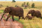 Фото-сафари по национальным паркам Танзании