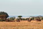 На фото саванна в национальном парке Серенгети, республики Танзания
