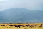 Фотоснимок мигрирующих антилоп сделан в феврале 2008 года, уже на выезде из Серенгети, на ходу, в спешке