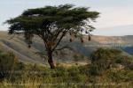 Сам не знаю что такое свисает с дерева: гнезда, или плоды? Снимок сделан во время сафари в национальном парке Нгоро-нгоро в Танзании