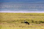 Фото-сафари в Нгоро-Нгоро, на снимке птица секретарь на фоне соленого озера