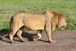 Из всех животных Танзании на расстояние вытянутой руки можно было приблизиться только к павианам и львам