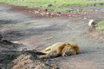 Республика Танзания, национальный парк Нгоро-Нгоро, обожравшийся лев почему-то развалился в луже, на дороге, и с упреком смотрит в объектив моей камеры