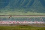 Говорят, что фламинго надо фотографировать в Кении, на каком-то озере, недалеко от Найроби