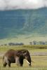 Пока мои спутники пытались мыльницами сфотографировать носорогов на горизонте, я фотографировал телеобъективом слонов, до которых было рукой подать