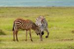 Недостатка в зебрах мы не наблюдали ни в одном из национальных парков