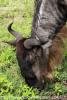 Иногда масаи приходят в Нгоро-Нгоро и пасут свой скот рядом с дикими травоядными