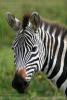 Портрет зебры сделан в национальном парке Нгоро-Нгоро, Танзания