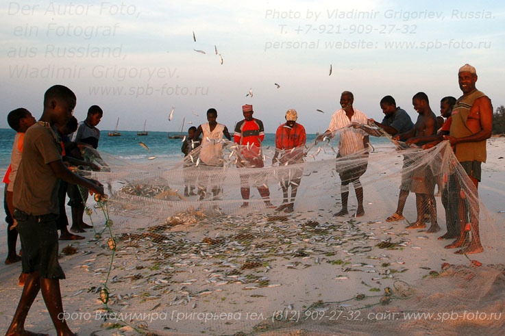 Fishers Island Zanzibar pull fish from fishing nets
