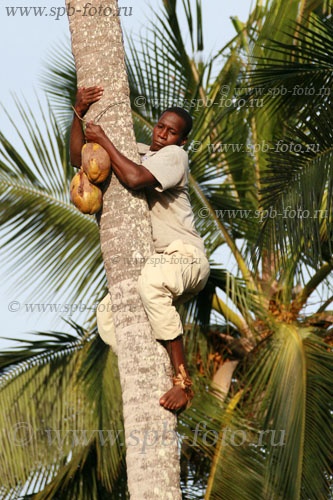 Негр лезет на пальму