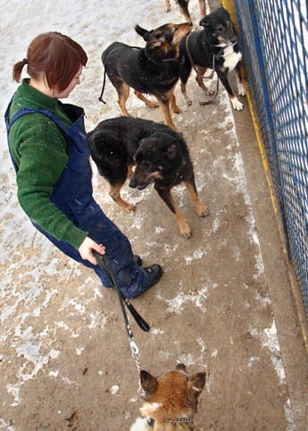 Волонтер в приюте для собак