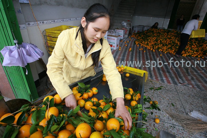 Девушка перебирает апельсины, перед расфасовкой (Китай)