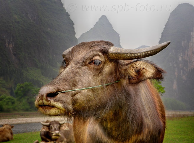 Домашний буйвол с реки Ли, Юго-Западный Китай, фото