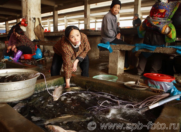 Yangshuo County, рынок деревни Fuli, рыбный ряд