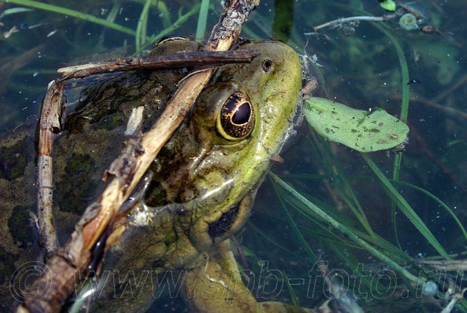 На фото: Фауна дельты Волги – лягушка