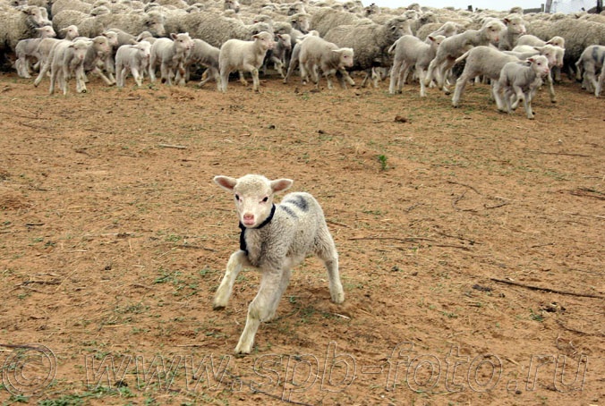 Стадо астраханских овец, фото