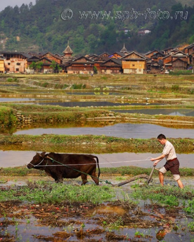 Примитивное земледелие в современном Китае, фото 2010 года
