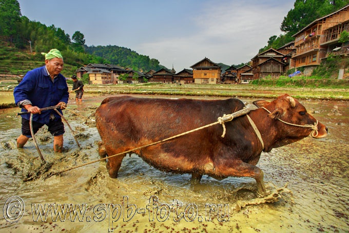 Обработка рисового поля, Юго-западный Китай, Guizhou, 2010 год