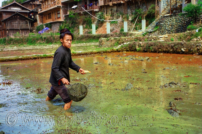 Китайская рыбалка на рисовом поле, фото 2010 года