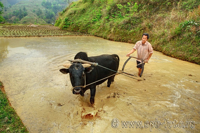 Обработка рисового поля в Китае, фотография 2010 года