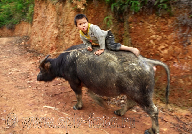 Мальчик едет верхом на буйволе