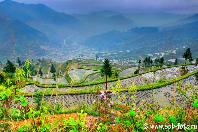 Рисовые поля на горных склонах вблизи Кайли, юго-восток провинции Гуйчжоу, Китай