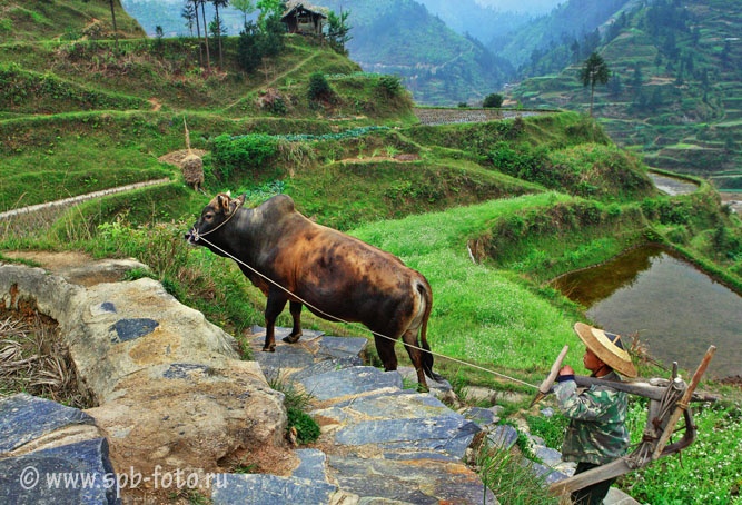 Китайский земледелец ведет буйвола на рисовые террасы
