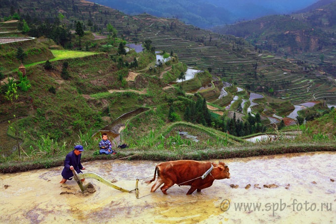 Выращивание риса в горах Юго-Западного Китая, провинция Гуйчжоу