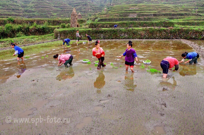 Посадка риса вручную, фото сделано в Xijiang Miao Village, провинция Гуйчжоу, Китай